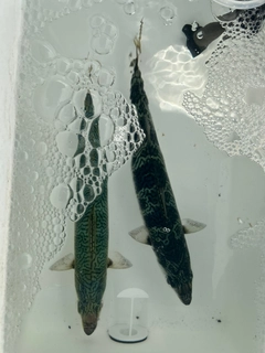 サバの釣果