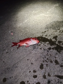 アカマツカサの釣果