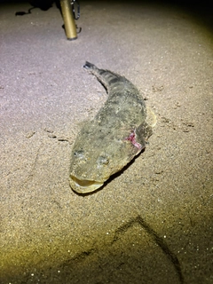 マゴチの釣果