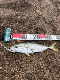 イナダの釣果