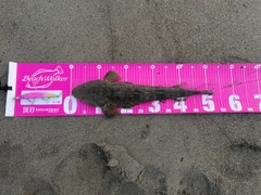 コチの釣果