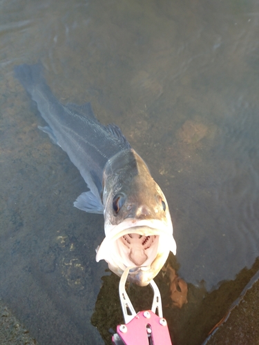 スズキの釣果