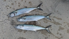サゴシの釣果