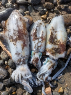 アオリイカの釣果