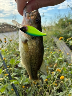 ラージマウスバスの釣果