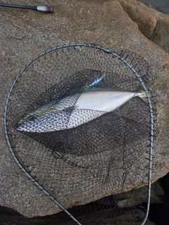 ハマチの釣果