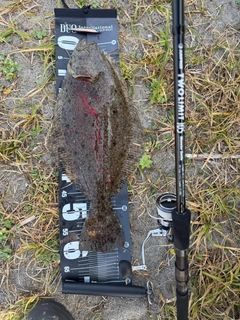ヒラメの釣果