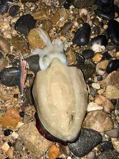 モンゴウイカの釣果