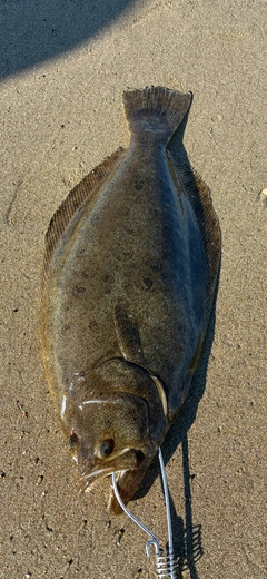 ヒラメの釣果