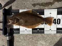 ソゲの釣果