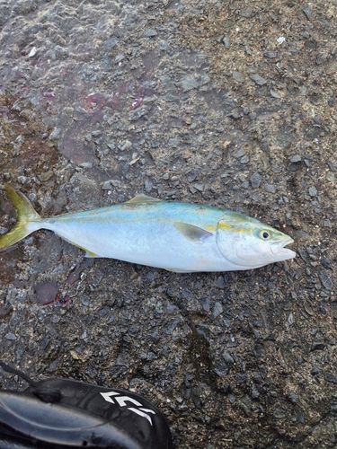 チヌの釣果・釣り情報まとめ【2026年最新】 - アングラーズ | 釣果600