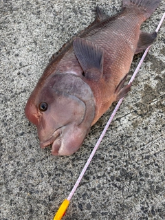 コブダイの釣果