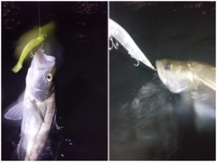 シーバスの釣果