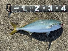 イナダの釣果