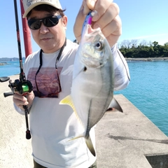 メッキの釣果