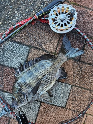 チヌの釣果・釣り情報まとめ【2026年最新】 - アングラーズ | 釣果600