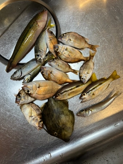チャリコの釣果