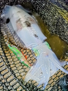 アオリイカの釣果