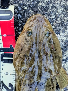 マゴチの釣果