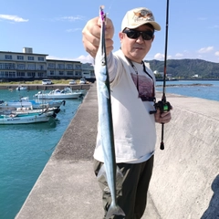 ダツの釣果