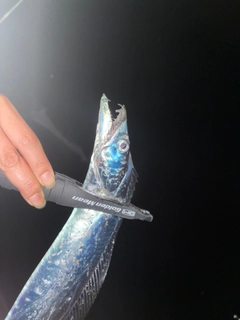 タチウオの釣果