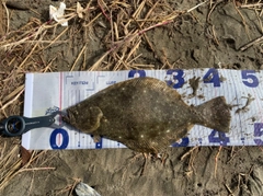 ヒラメの釣果