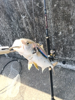 ショゴの釣果