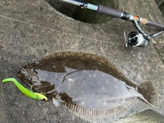 ヒラメの釣果
