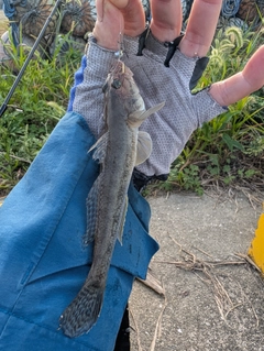 ハゼの釣果