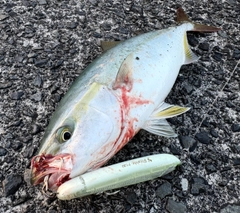 ブリの釣果