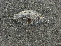 ソゲの釣果