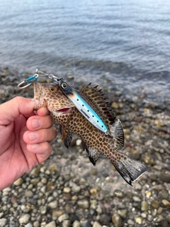 オオモンハタの釣果