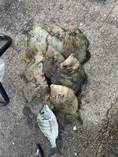 カワハギの釣果