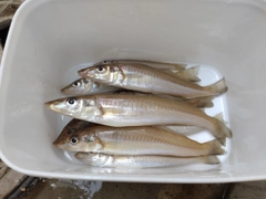 キスの釣果