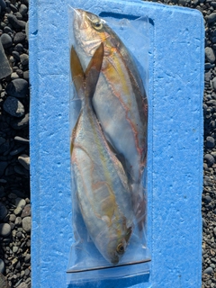 ショゴの釣果