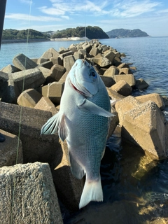 グレの釣果