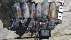 アオリイカの釣果