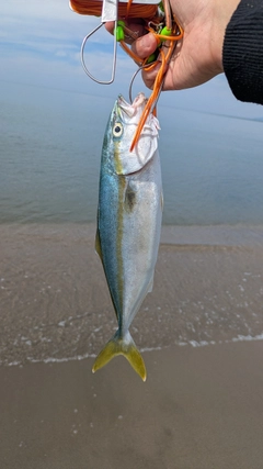 ワカシの釣果