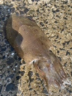 コウイカの釣果