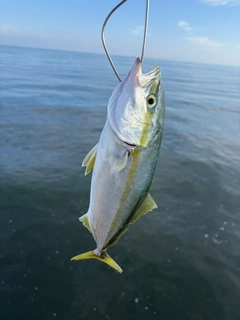 ワカシの釣果