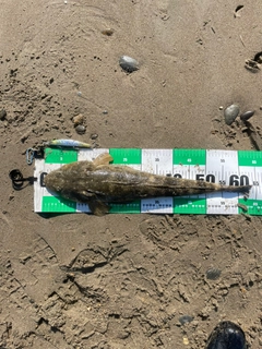 マゴチの釣果