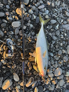 イナダの釣果