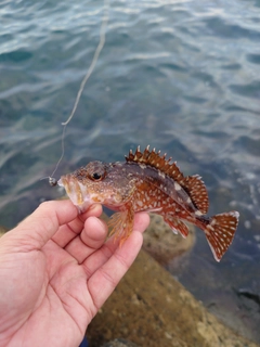カサゴの釣果