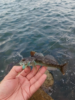 ハゼの釣果
