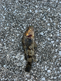 釣果