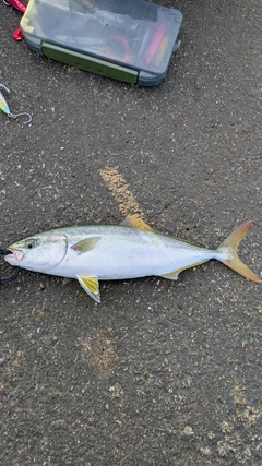 ワカシの釣果