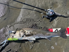 シーバスの釣果