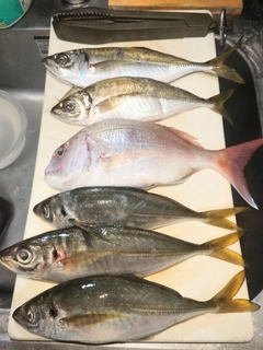 マアジの釣果