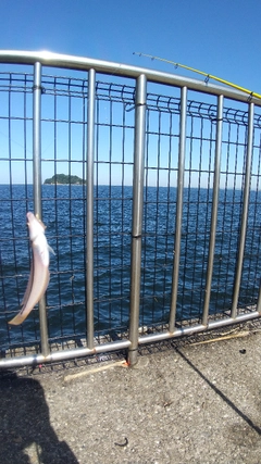 サッパの釣果