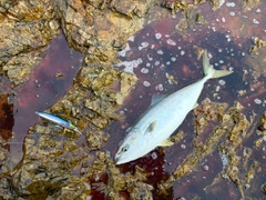 釣果